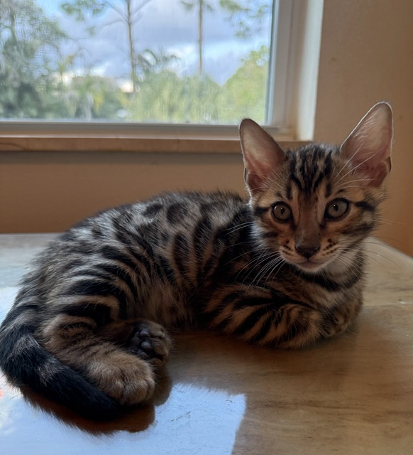 beautiful bengal kittens for sale in florida