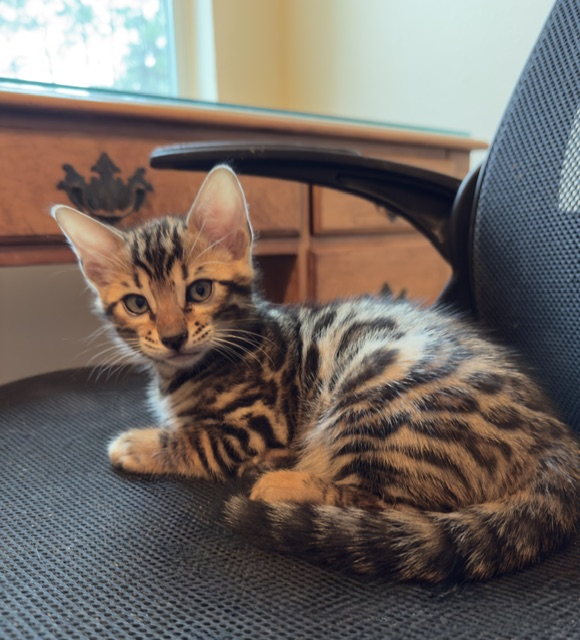 beautiful bengal kittens for sale in florida