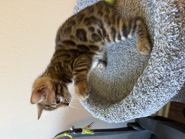beautiful bengal kittens for sale in florida