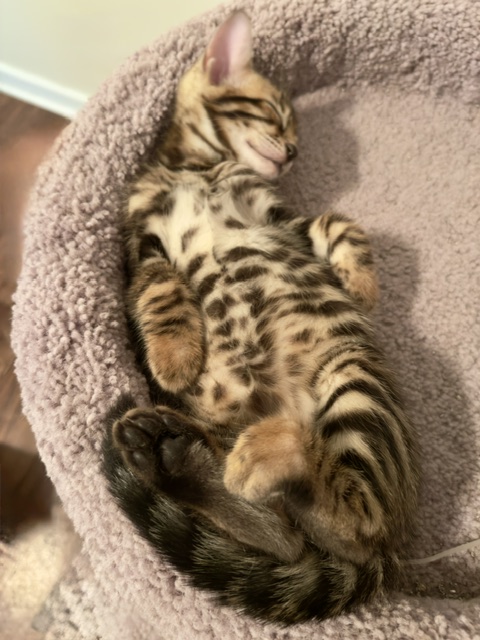 beautiful bengal kittens for sale in florida