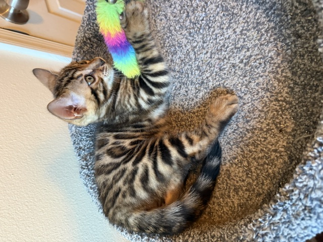 beautiful bengal kittens for sale in florida