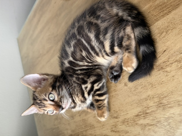 beautiful snow mink bengal kittens for sale in florida