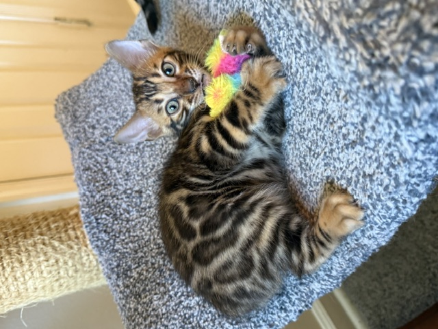 beautiful snow mink bengal kittens for sale in florida
