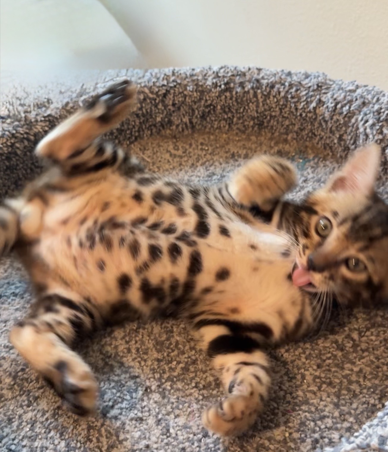 beautiful snow mink bengal kittens for sale in florida