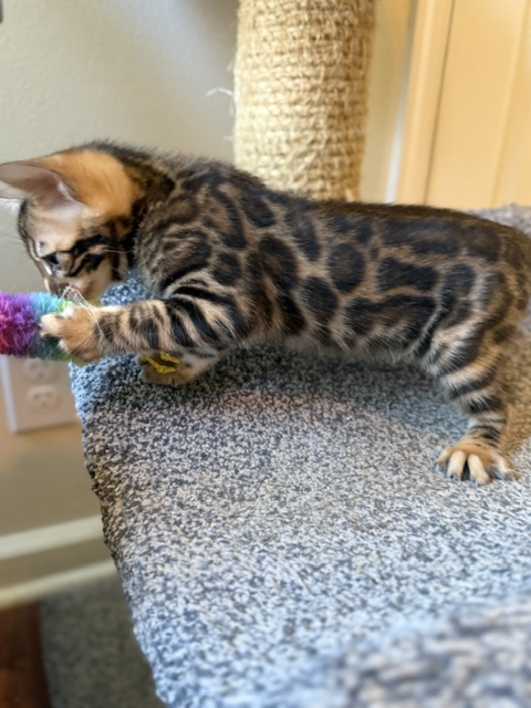 beautiful snow mink bengal kittens for sale in florida