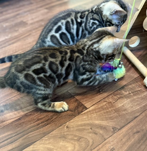 beautiful snow mink bengal kittens for sale in florida