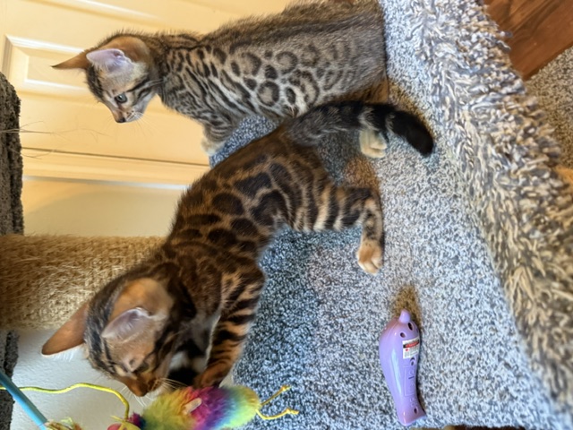 beautiful snow mink bengal kittens for sale in florida