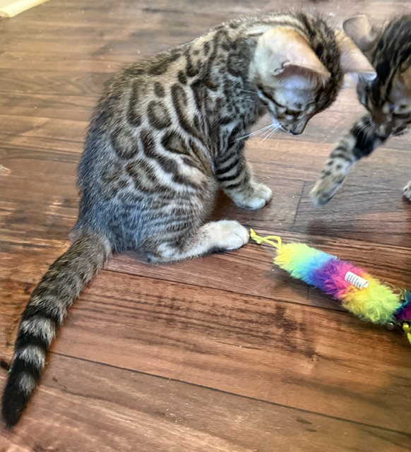 beautiful snow mink bengal kittens for sale in florida