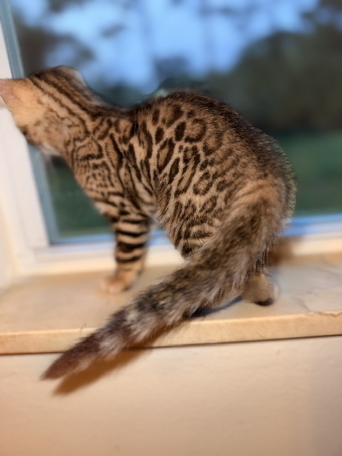 beautiful snow mink bengal kittens for sale in florida