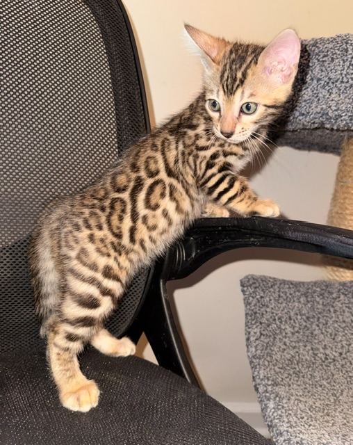 beautiful snow mink bengal kittens for sale in florida
