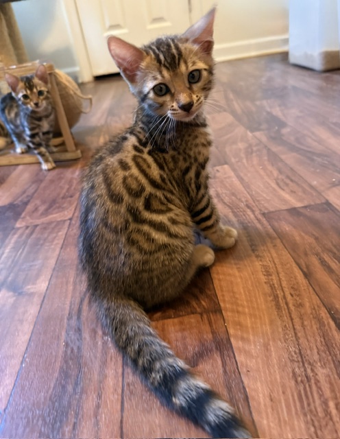 beautiful snow mink bengal kittens for sale in florida