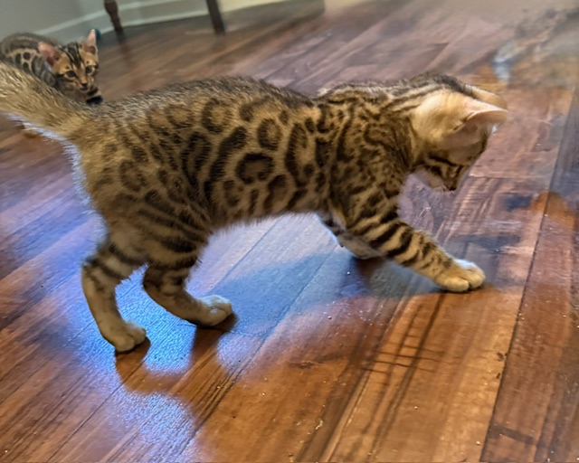 beautiful snow mink bengal kittens for sale in florida