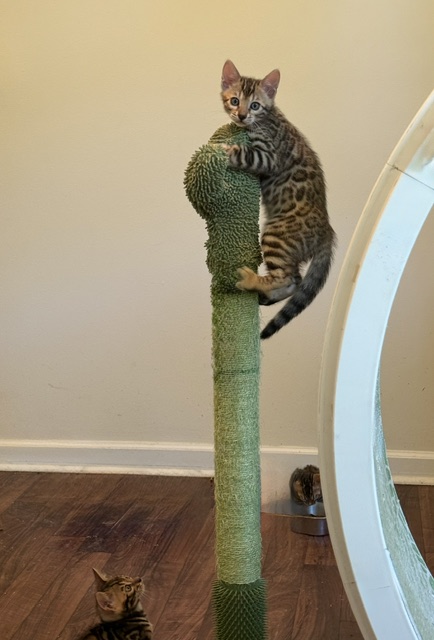 beautiful snow mink bengal kittens for sale in florida