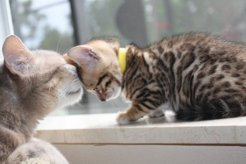 bengal mom loves her baby kitten