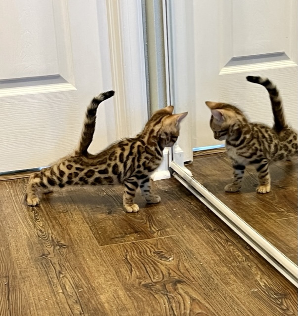 available bengal kittens for sale in Florida