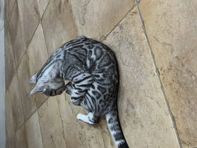 available bengal kittens for sale in Florida