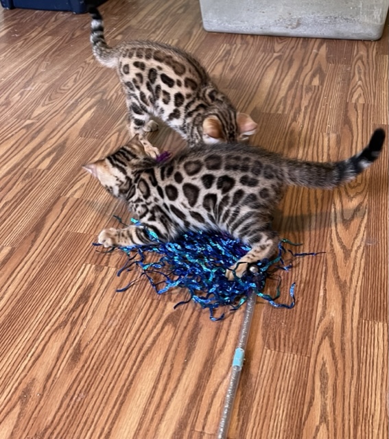 available bengal kittens for sale in Florida