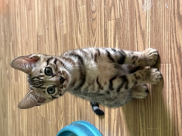 available bengal kittens for sale in Florida