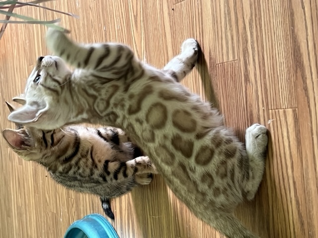 available bengal kittens for sale in Florida