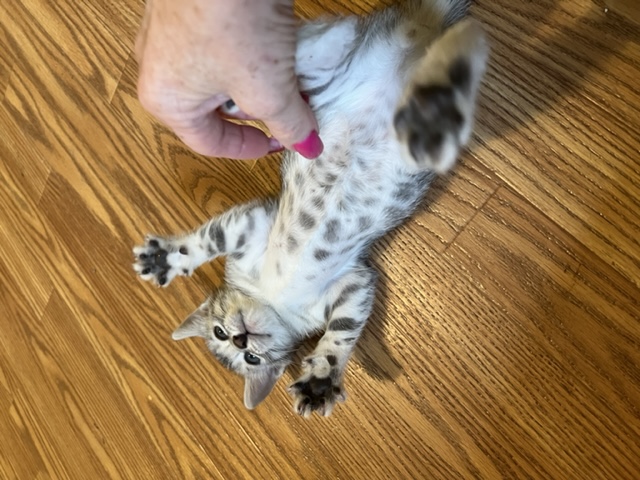available bengal kittens for sale in Florida