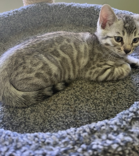 available bengal kittens for sale in Florida