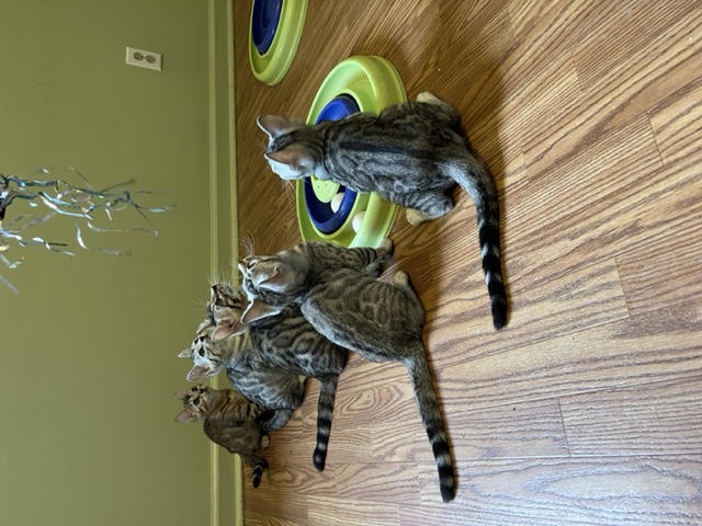 available bengal kittens for sale in Florida
