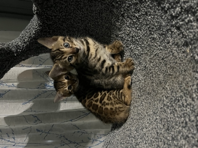 available bengal kittens for sale in Florida