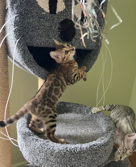 available bengal kittens for sale in Florida