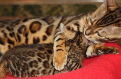 mommy bengal cuddling with baby kitten bengal