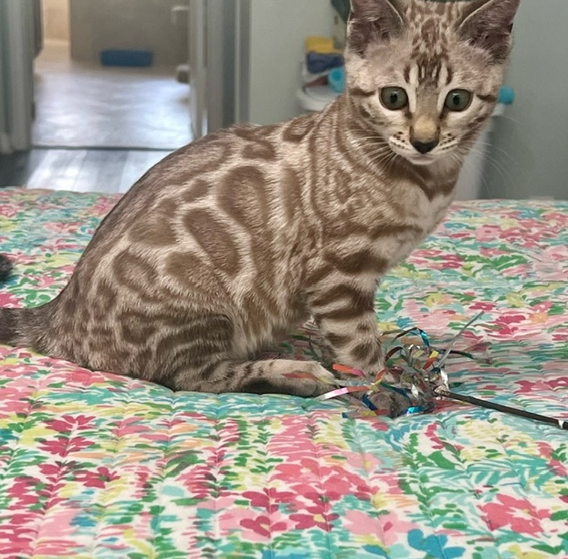available bengal kittens for sale in Florida