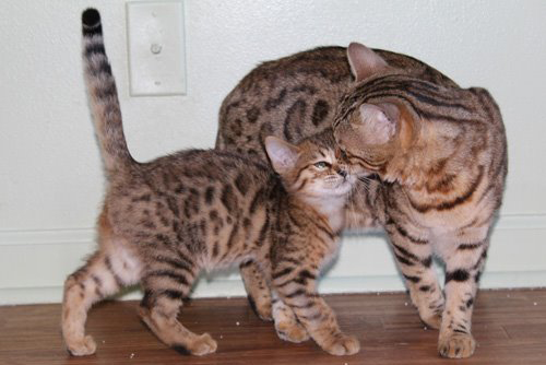 bengal kittens