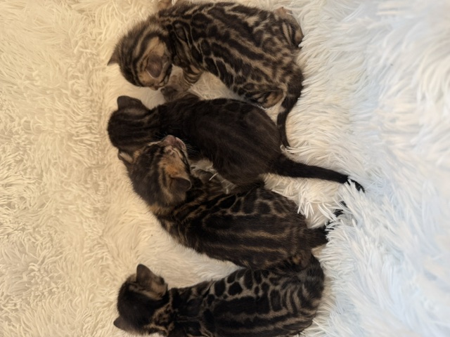 beautiful snow mink bengal kittens for sale in florida