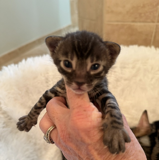 beautiful snow mink bengal kittens for sale in florida