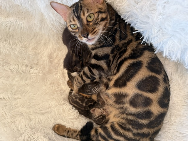 beautiful snow mink bengal kittens for sale in florida