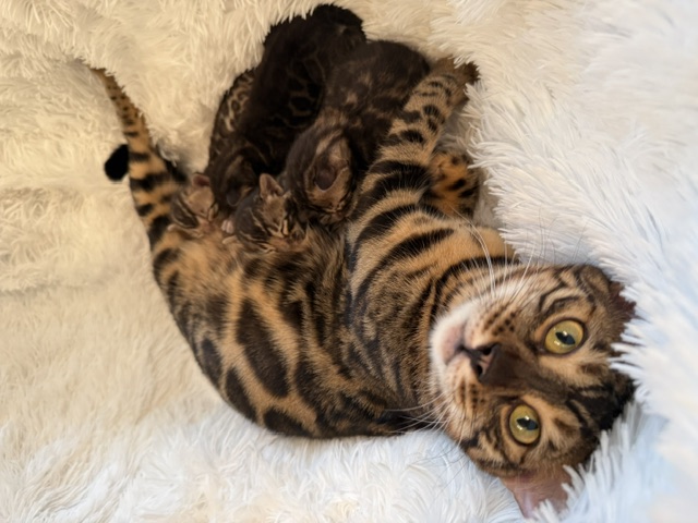 beautiful snow mink bengal kittens for sale in florida