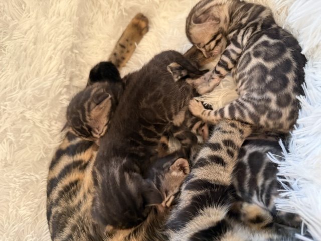 beautiful snow mink bengal kittens for sale in florida