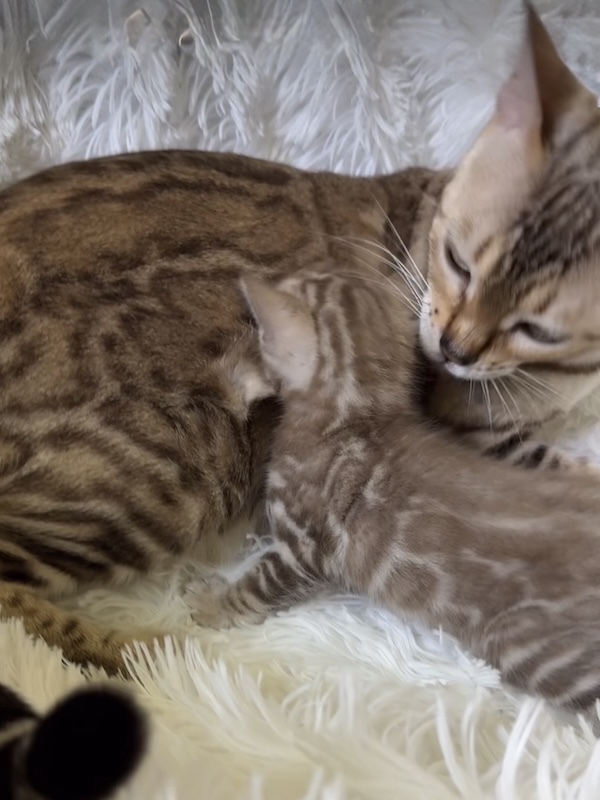 beautiful snow mink bengal kittens for sale in florida