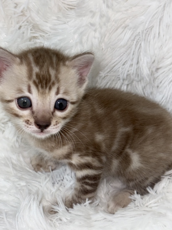 beautiful snow mink bengal kittens for sale in florida