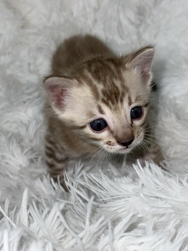 beautiful snow mink bengal kittens for sale in florida
