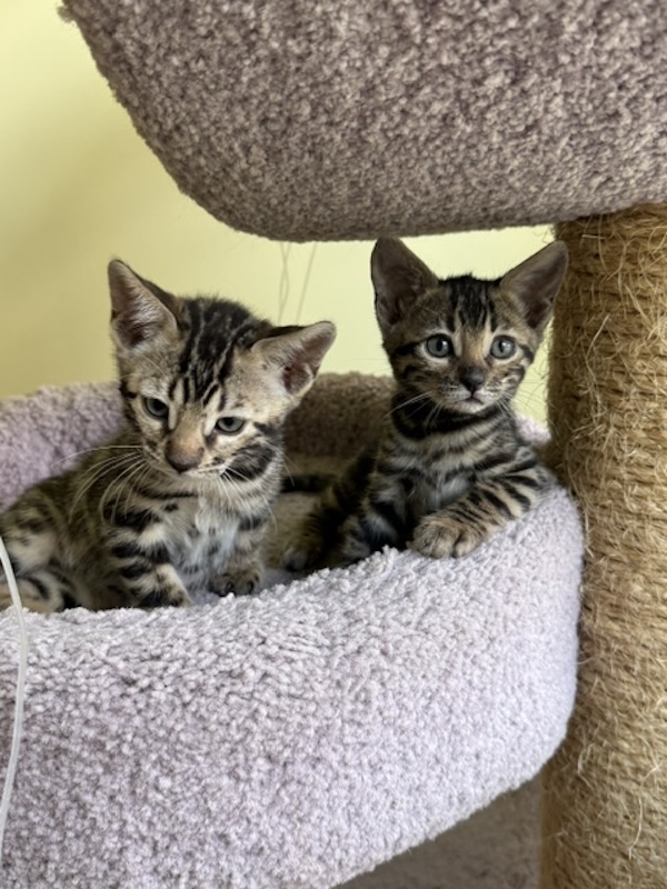 beautiful bengal kittens for sale in florida