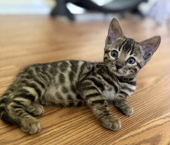 beautiful bengal kittens for sale in florida