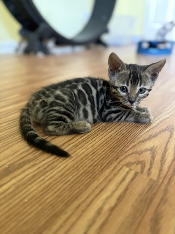 beautiful bengal kittens for sale in florida