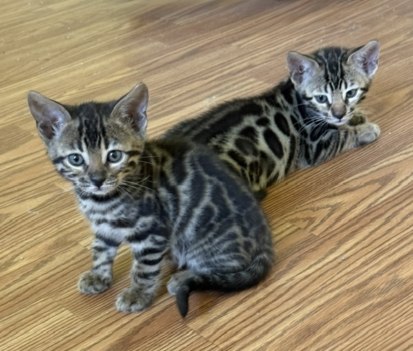 beautiful bengal kittens for sale in florida