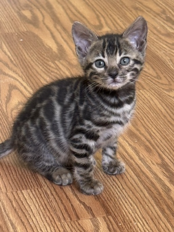 beautiful bengal kittens for sale in florida