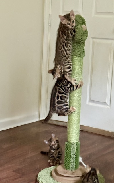 beautiful bengal kittens for sale in florida