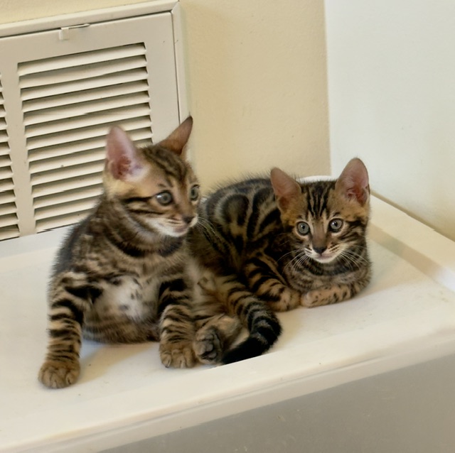 beautiful bengal kittens for sale in florida