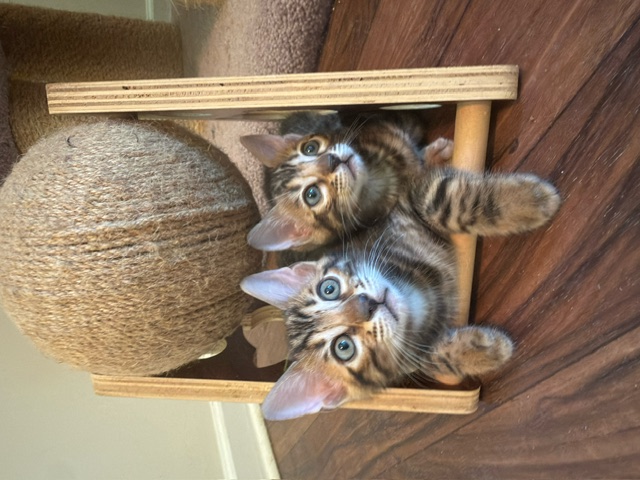 beautiful bengal kittens for sale in florida