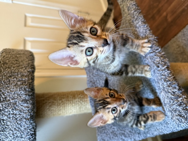 beautiful bengal kittens for sale in florida