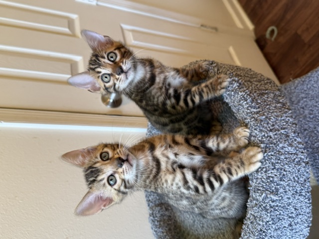 beautiful bengal kittens for sale in florida