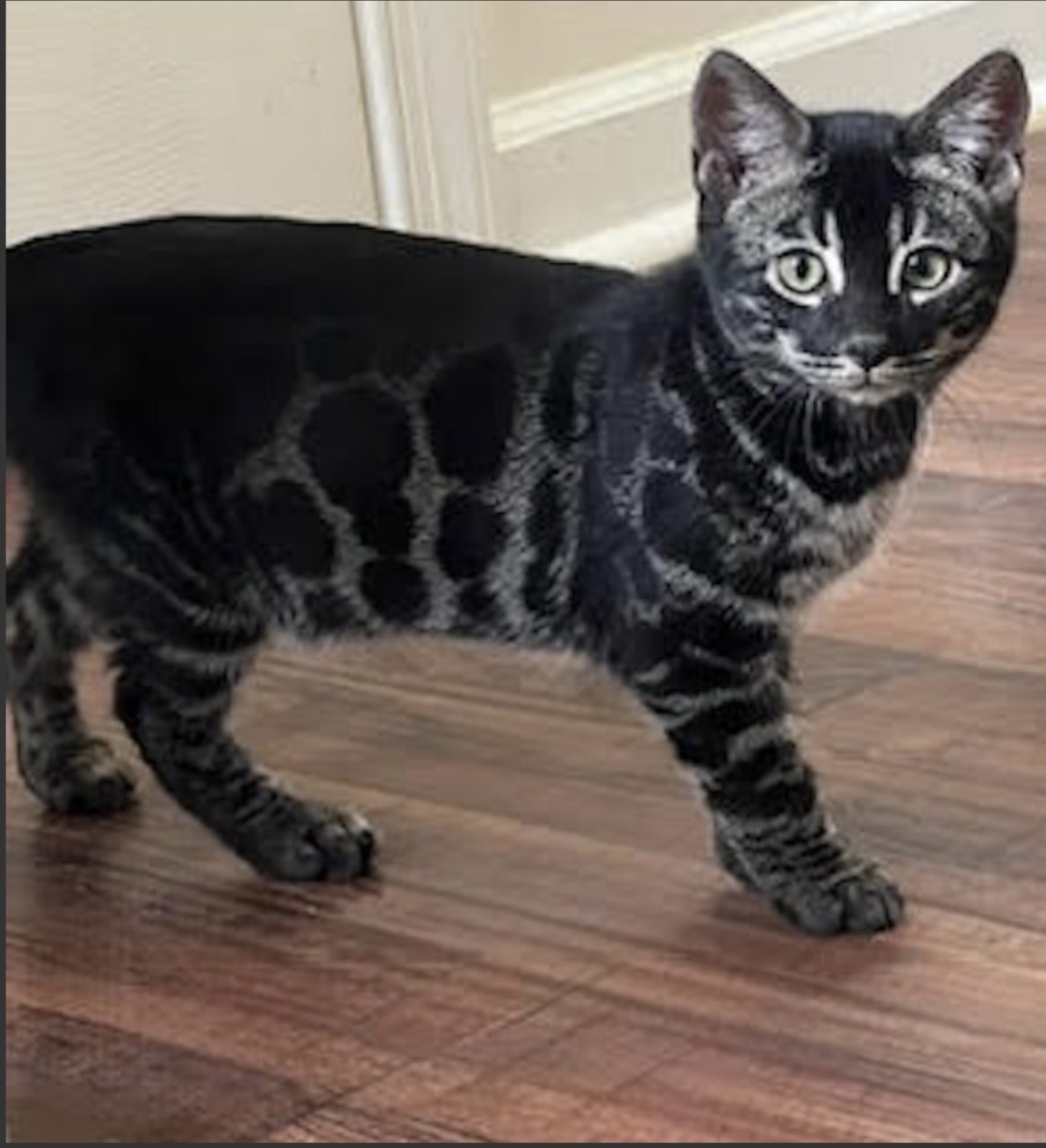 beautiful charcoal bengal kittens for sale in florida